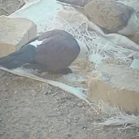 چند عدد کبوتر