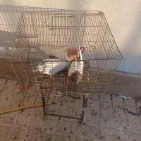 کبوتر کله دار