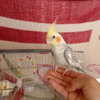 عروس هلندی|پرنده|قم, شهر قائم|دیوار