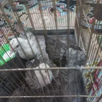 جوجه رسمی|حیوانات مزرعه|تهران, افسریه شمالی|دیوار