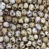 تخم نطفه دار بلدرچین با هچ ۸۵ تا ۹۰ درصد ضمانتی|حیوانات مزرعه|مشهد, ایمان|دیوار