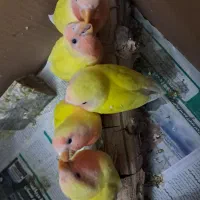 جوجه طوطی برزیلی