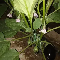 گلخانه بادمجان اجاره داده میشود|اجارهٔ دفتر صنعتی، کشاورزی، تجاری|جیرفت, |دیوار