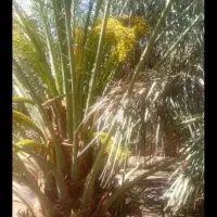 درخت بو دهی انجام میدم