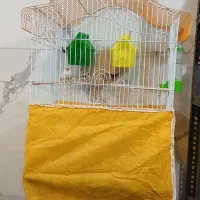 قفس فنچ وقناری