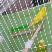 ۲ عدد مرغ عشق نر و ماده