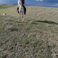 نریان چهار ساله بدون حرف