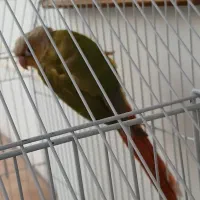 طوطی گرینچیک|پرنده|چالوس, |دیوار