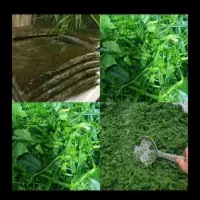 سبزی خورشتی وماهی اشی شوید