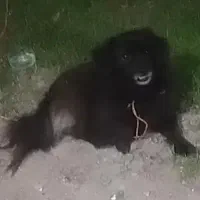 اشپیتز