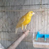 قناری ماده آماده