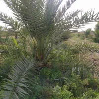 کارگر نیازمندم