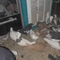 ۱۰۰ عدد کفتر  از همه رنگی  فروش فوری دونی ۱۵۰ به