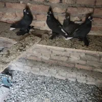 کبوتر الوان