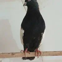 سینه سیاه خوشگل