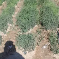 نهال پیاز سفید مینروا