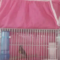 دوتاسهره نر یه گلبسر نر