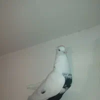 کفتر دم سیا ،جوان ، نر ، خوشگل،سلامت