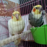 عروس هلندی