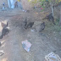 فروش۷عددبوقلمون|حیوانات مزرعه|شبستر, |دیوار