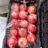 انار ملس ممتاز|عمدهفروشی|کردکوی, |دیوار