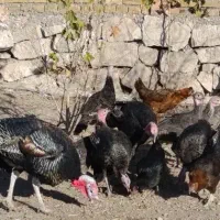 حیوانات|حیوانات مزرعه|سبزوار, امیریه|دیوار