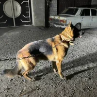 سگ ژرمن شیپرد نر|سگ|آمل, |دیوار