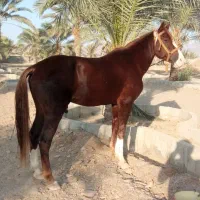 اسب نرییون ۵ساله|اسب و تجهیزات اسب‌سواری|سراوان, |دیوار