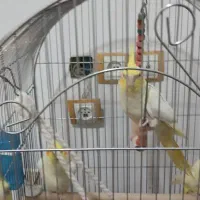 چروس هلندی جفت و تک به شرط تخم با کاغذ تضمینی|پرنده|پاکدشت, پاکدشت (مامازند)|دیوار