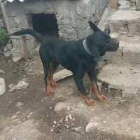 سگ روت وایلر