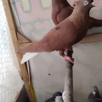 کفتر پرشی رنگی