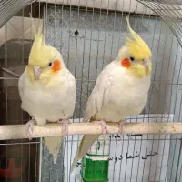 عروس هلندی جوجه|پرنده|تهران, حشمتیه|دیوار