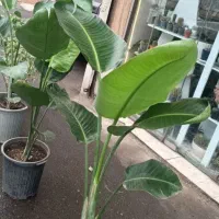 گلکده ی ارکیده...
