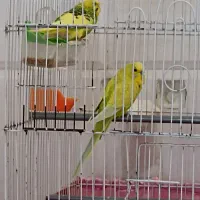 مرغ عشق