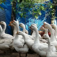 جوجه قو غاز لیندا(اصل)|حیوانات مزرعه|بهشهر, |دیوار