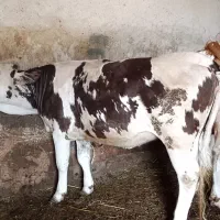 گاو در مزرعه