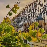 حفاظ 9 ردیفه بلوار استقلال شاخ گوزنی