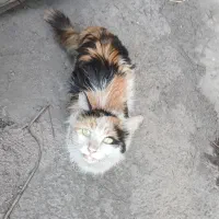 گربه نژاد کالیکو