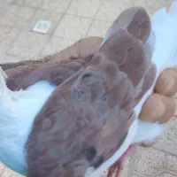 کبوتر پشتی نر|پرنده|شیراز, شهرک بهار|دیوار