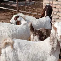 بزغاله ماده پاکستانی|حیوانات مزرعه|کاشمر, |دیوار