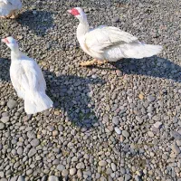 اردک اسراییلی سفید|حیوانات مزرعه|کوچصفهان, |دیوار