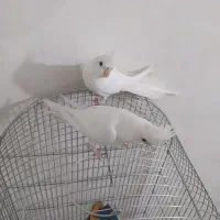 عروس هلندی البینو خالص چشم شرابی ۳ماهه|پرنده|نسیمشهر, |دیوار