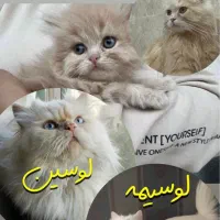 پرشین دال فیس|گربه|قزوین, |دیوار