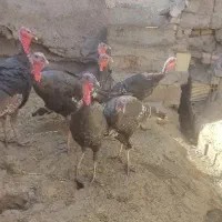 15عدد بوقلمون یکساله|پرنده|میانه, |دیوار