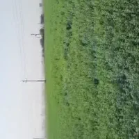 فروش یونجه