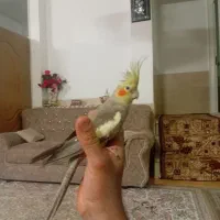 عروس هلندی دستی|پرنده|تفت, |دیوار