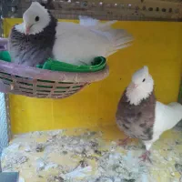 جفت طوقی حرفه ای