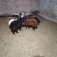 بره نر درجه یک