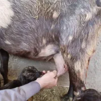 بز با ۲تا بچه اش دوقلو