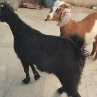 فروش دوعدد گتاچ محلی.